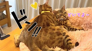 ふわもこベッドの上でニコの雄化が加速…