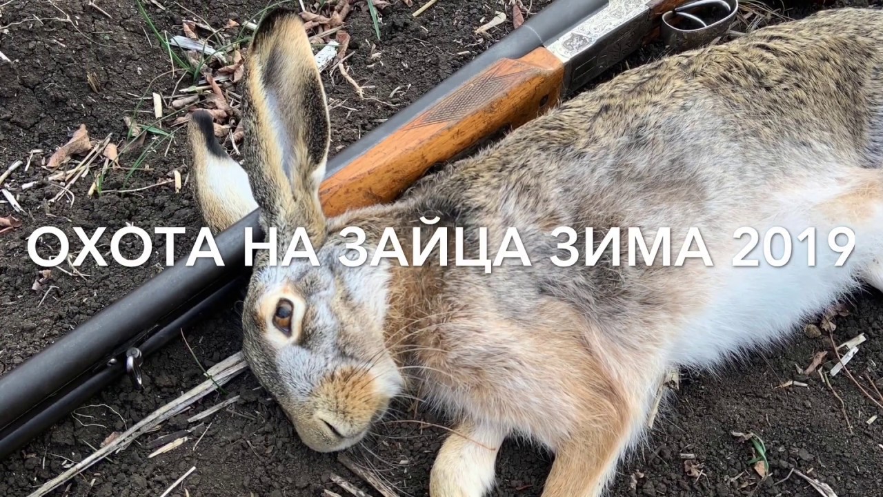 Заяц выскочил с посадки !!!Охота на зайца .Интересная Охота - YouTube