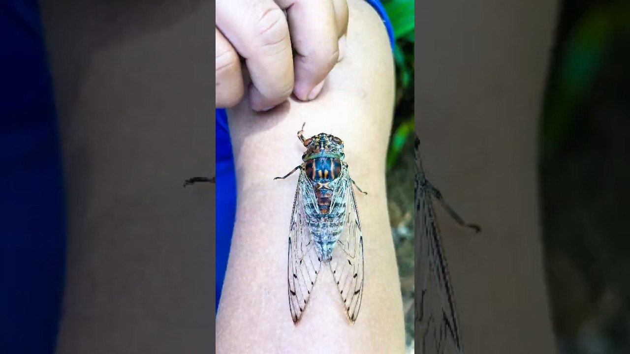 Lemon Hacks for Survival in the Wild!