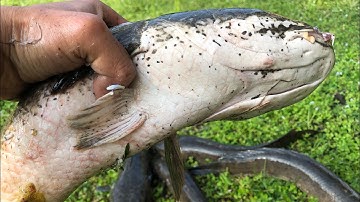 Cắm Câu Cá Lóc  Bằng Nhái Thật Trúng Nhiều Cá Khủng - Snakehead Fishing