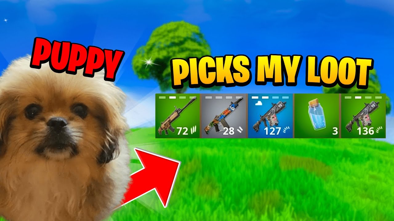 my-puppy-picks-my-loot-in-fortnite-youtube