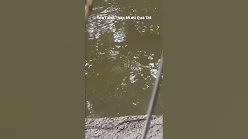 Câu Cá Rô Đồng Mùa Nước Cạn #caucarodong