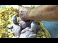 How to handfeed Baby shamrocks macaw hybrids