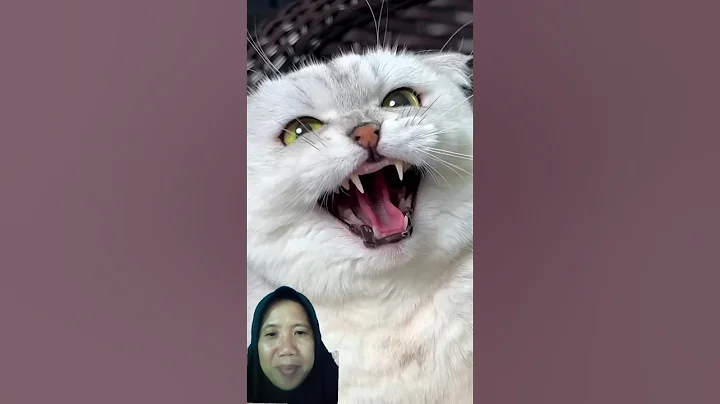 Video 11621811: cat food funny