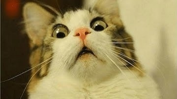 FREE Dun Dun Dun Sound Effect