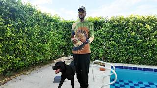 How To Get the Basic Guard Command Started With A Dog (ft. YoNa the Cane Corso ) | Part 2 of 4