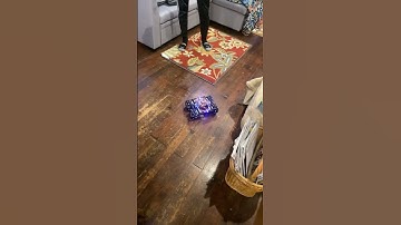 Meet Karl, the omnidirectional robot.