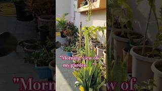 🌿 Gardening Tips for Beginners | Mere Garden ka Beautiful Tour