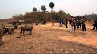 traditional cow market kengtung shan
