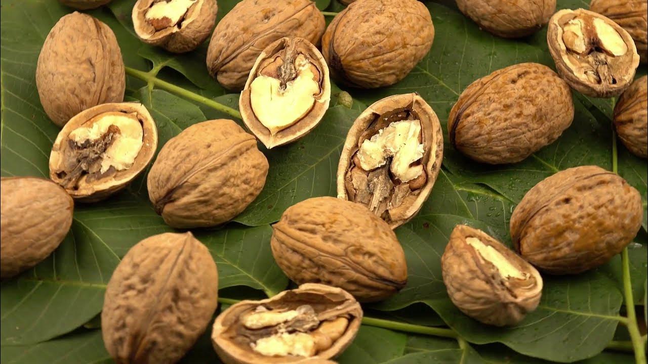 Walnut Benefits, Side Effects & Healing Recipes YouTube