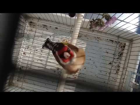 مقنين شونتور سوق اهراس 2020