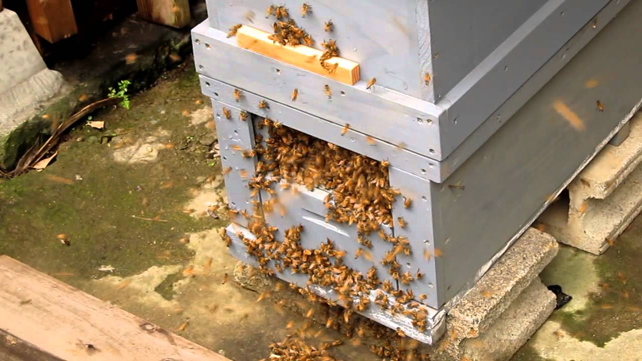  Minecraft で蜂の巣から蜂蜜を入手する方法