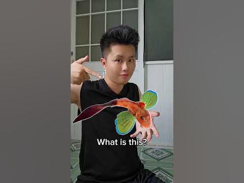 What is this? (P31) - YouTube