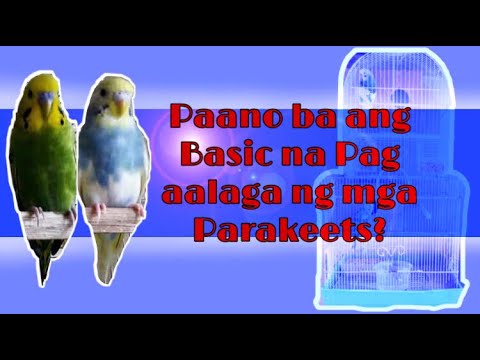 Video: Paano Mag-breed ng Mga Parakeet (May Mga Larawan)