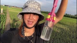 Jalan2 sore di sawah kampung dan balong ikan KOI cirebon❗️❗️❗️