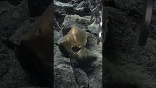 Scientists are confounded by โgolden orbโ discovered in the ocean off the Alaskan coast