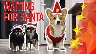 MERRY CHRISTMAS!  Topi the Corgi