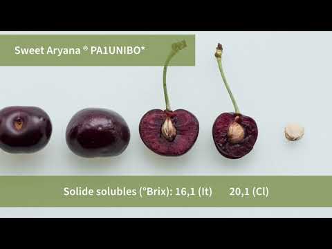 Video: Sweet Cherry Varieties Bryansk Pink: Description And Characteristics, Advantages And Disadvantages, Planting And Care Features With Photos And Reviews