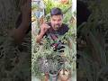 Hardest plant for garden