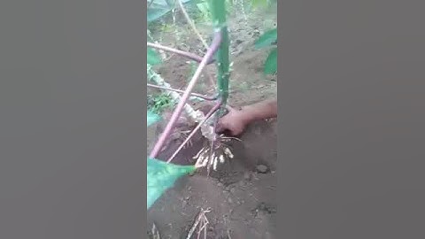 singkong garuda umur 3 bulan 👍