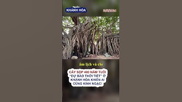 Cây Sộp 400 Năm Tuổi “Dự Báo Thời Tiết” Ở Khánh Hòa Khiến Ai Cũng Kinh Ngạc!