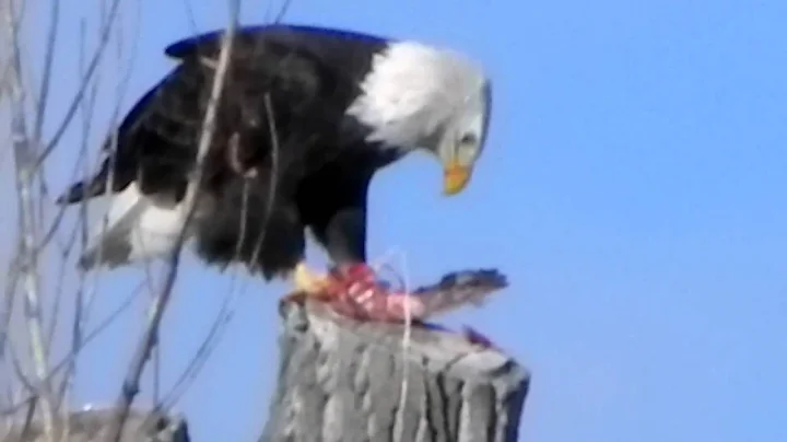 Bald Eagle eating a duck