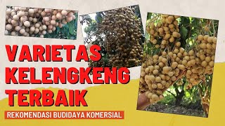 3 JENIS KELENGKENG UNGGULAN YANG COCOK UNTUK BUDIDAYA SKALA KOMERSIAL