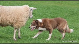 Astra Dale moves single Ram down road