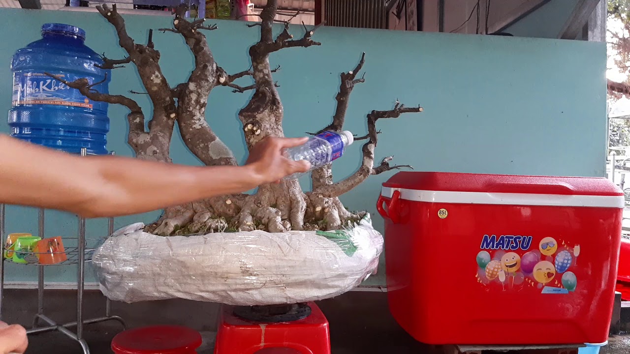 BONSAI 242 RUNG MAI CHIEU THUY 7tr bao ship: 0937060056( da ban) - YouTube
