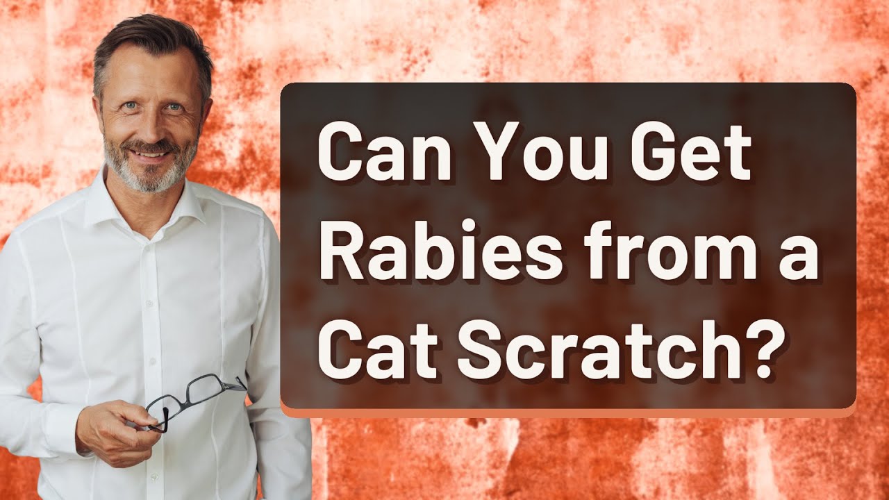 Can You Get Rabies From A Cat Scratch YouTube Can You Get Rabies From A Cat Scratch YouTube