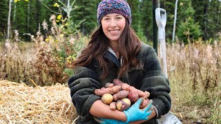 Harvesting Potatoes, Planting Garlic & Making Spaetzle
