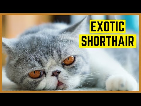 Video: Exotisches Kurzhaar
