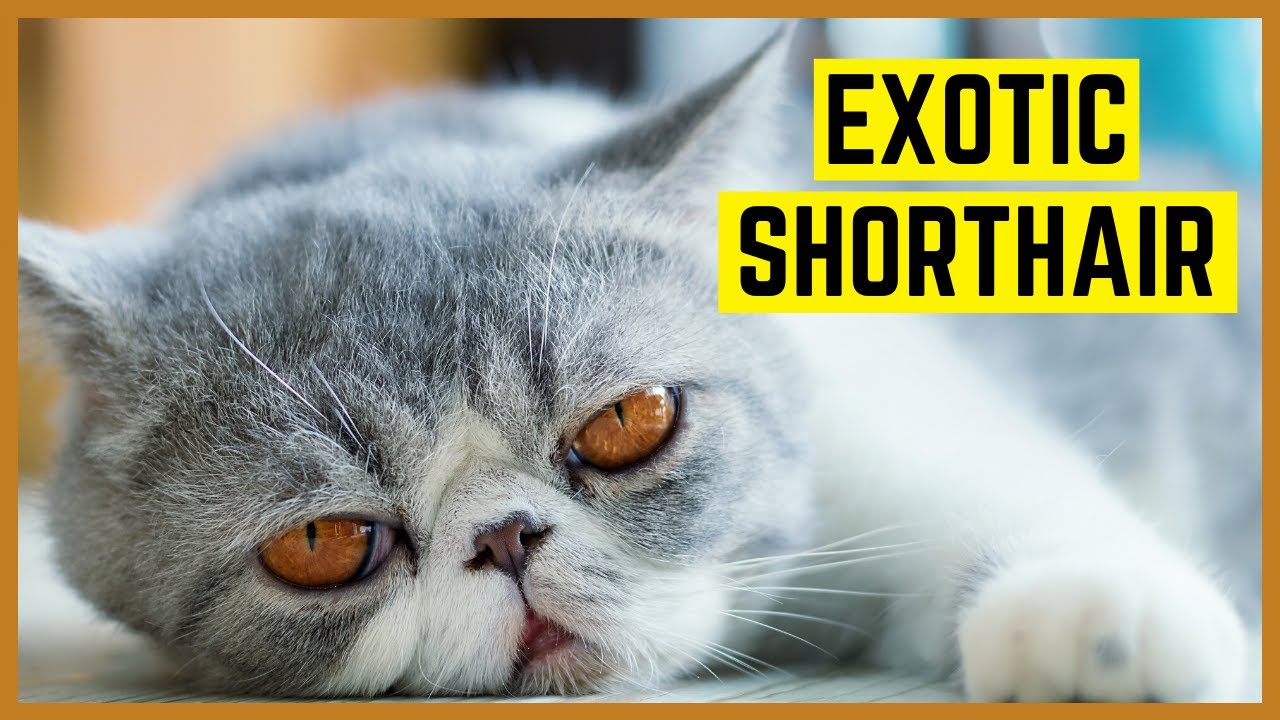 Exotisch Kurzhaar Katze Exotic Shorthair Charakter Haltung Eigenheiten Youtube