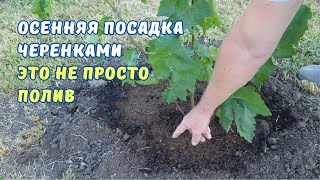 видео: Посадка винограда черенками. Хитрый полив винограда. картинка: Посадка винограда черенками. Хитрый полив винограда.