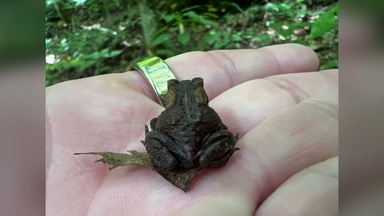 Cold Mountain Scout Hike (Pisgah National Forest, NC) 8-24-22