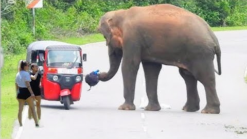 Dangerous Surprise : Wild Elephant Attack Tourists Tuk Tuk