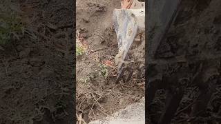 An excavator is uprooting a tree