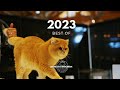 2023 Best Of Cat Judging | LCWW