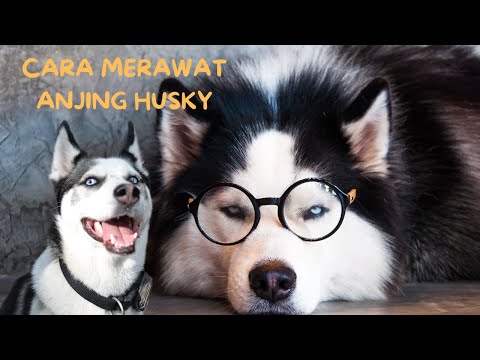 Video: 4 Perkara yang Anda Perlu Berikan untuk Husky Anda