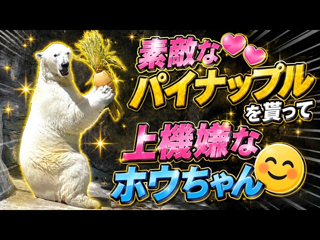【マジモノ…】動物の〇ちゃんを素材としたプラクルアン？呪物？すごい金運＆幸運… Hou-chan is in a great mood after receiving a lovely pineapple