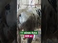 11 ойлик голштин бука..500 кг.