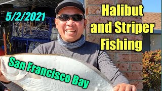 Halibuts and Striper fishing in SF Bay: Live bait drifting
