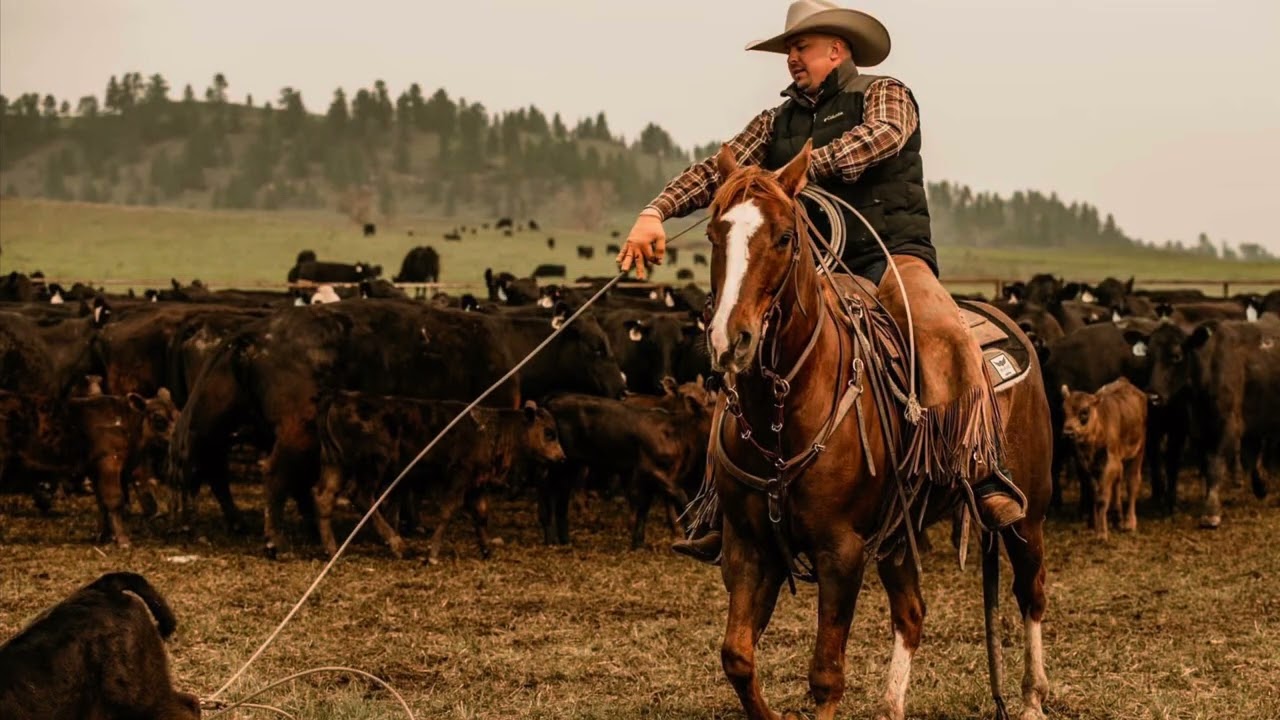 2026 WYO Ranch Horse Sale Sophisticated Shiner