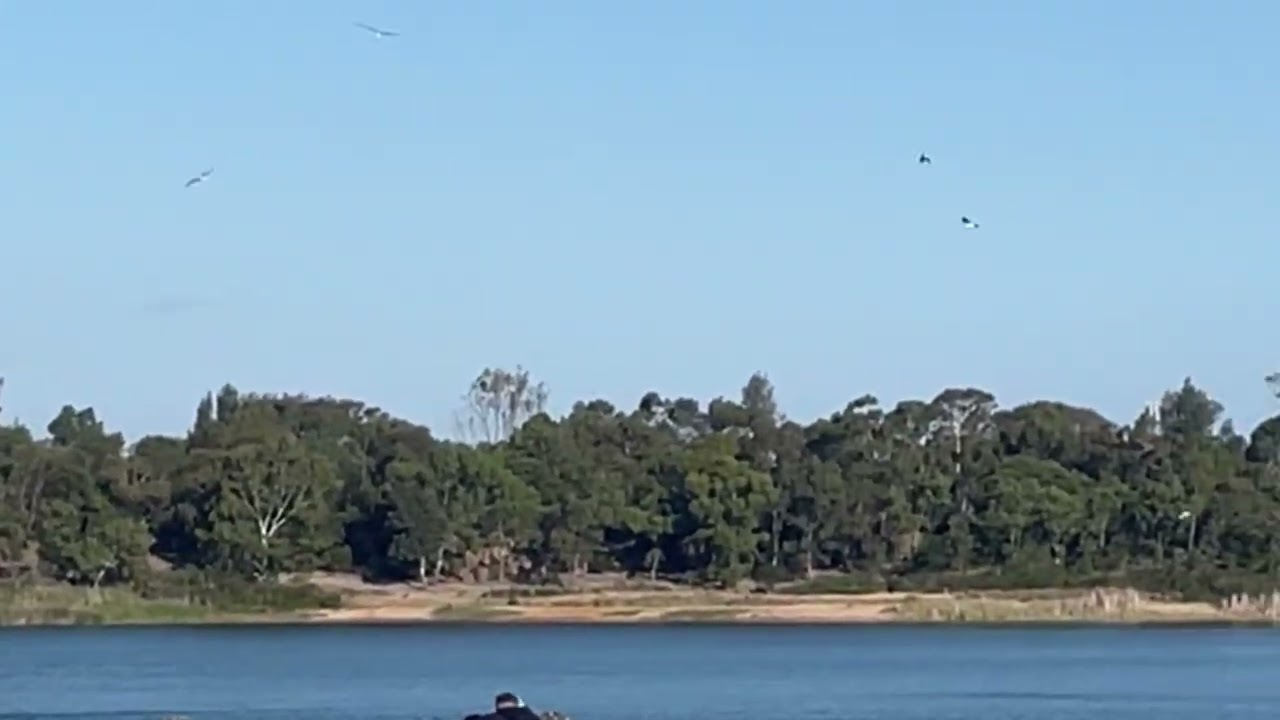 Bird show on Karkarook lake | 