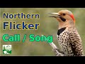 Northern flicker call   song  sounds  woodpecker bird