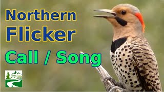 Northern flicker call  / song / sounds | Woodpecker Bird