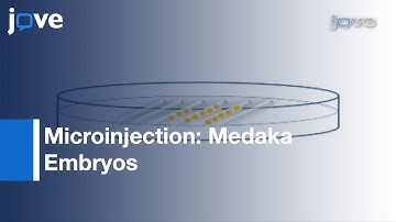 Microinjection: Medaka Embryos: Use As Model Genetic Organism l Protocol Preview