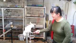 Parrots At Toby Pet Shop Ayer Itam Penang Friday 16 August 2013 Youtube