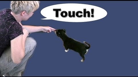 Touch - target training - Dog Training