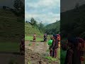 Traditional Rice Planting in a Himalayan Village | Oxen Preparing the Paddy Fields#mountainlife